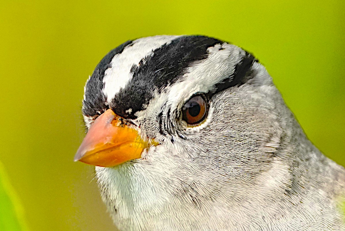 White-crowned Sparrow - James Bourne