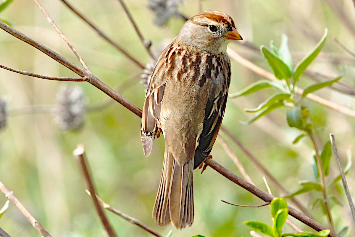 White-crowned Sparrow - ML613695703