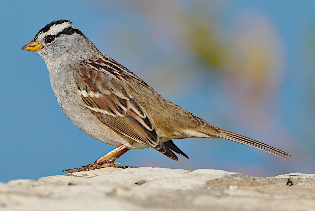 White-crowned Sparrow - ML613695705