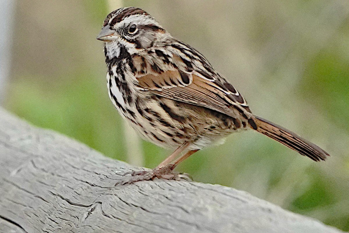 Song Sparrow - James Bourne
