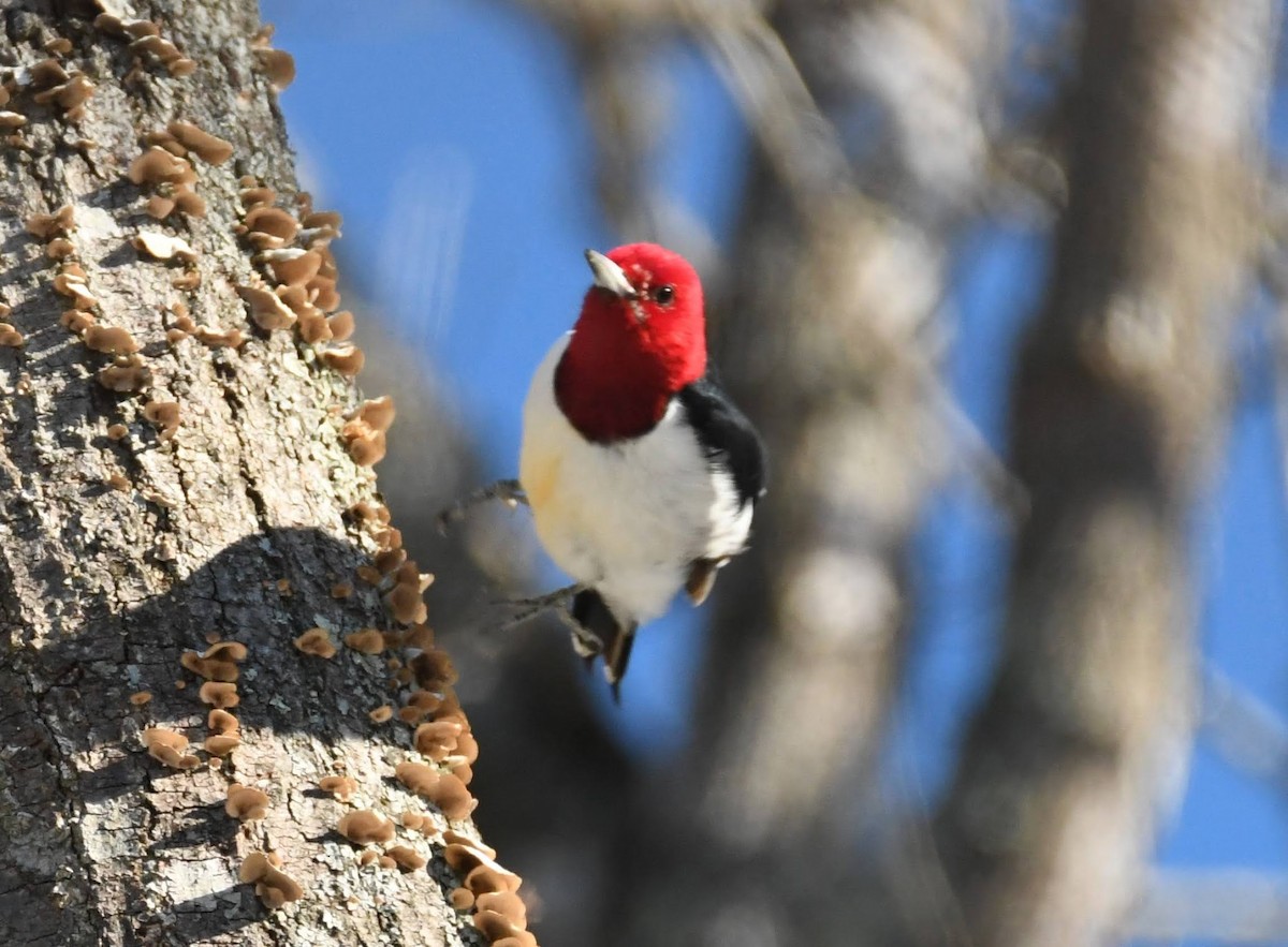 Red-headed Woodpecker - ML613696105