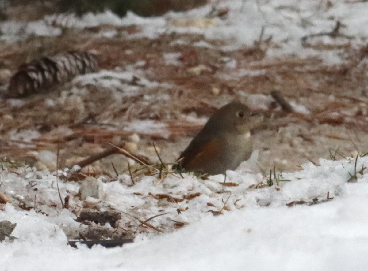 Red-flanked Bluetail - ML613696171
