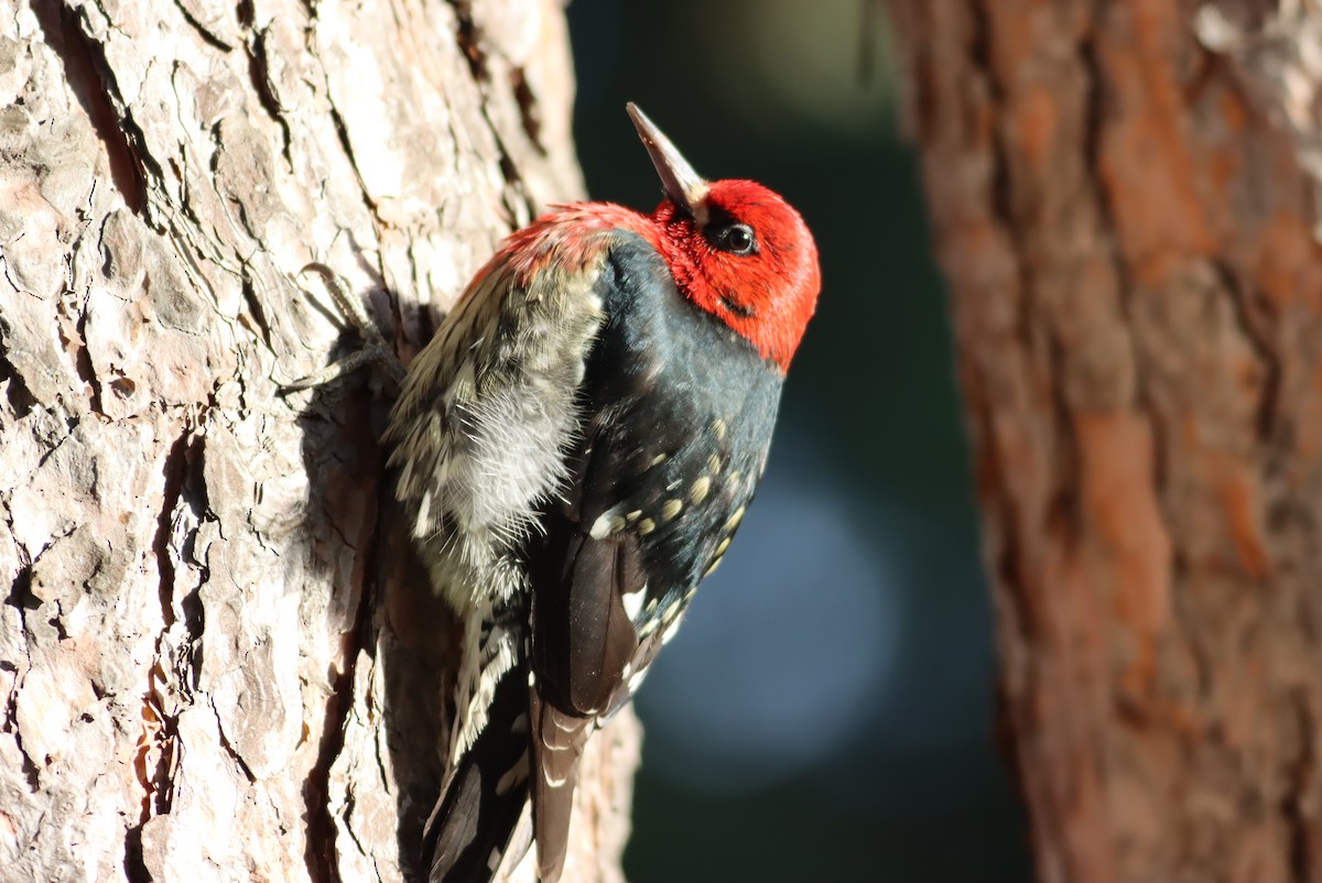 Red-breasted Sapsucker - ML613696354