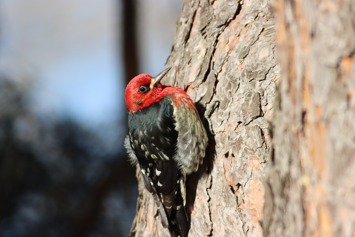 Red-breasted Sapsucker - ML613696355