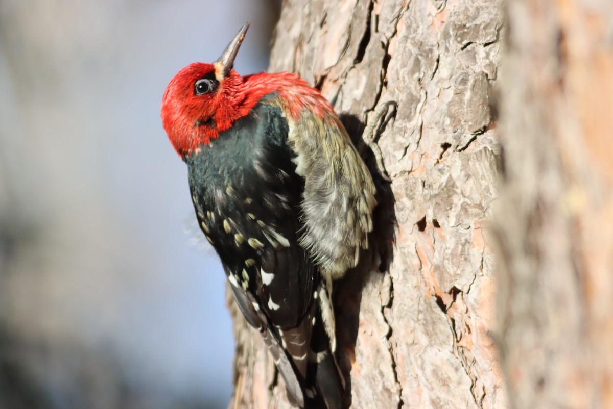 Red-breasted Sapsucker - Thomas Plath
