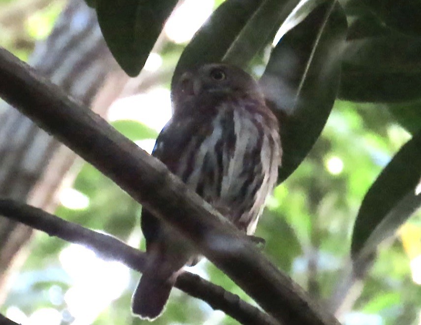 Ferruginous Pygmy-Owl - ML613696359