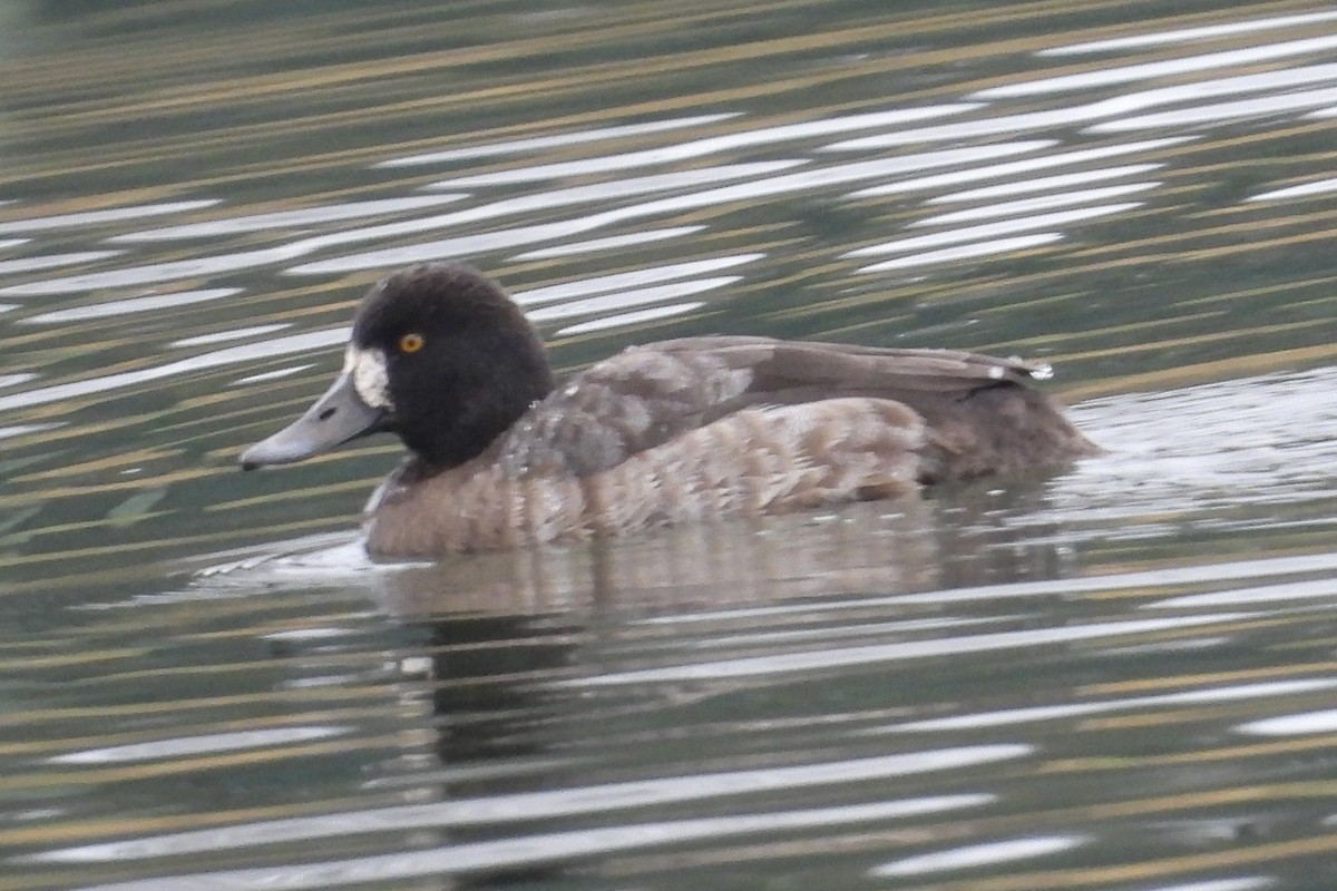 Greater Scaup - ML613696396