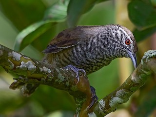 Adult (Colombia) - Alejandro  Bayer - ML613696672