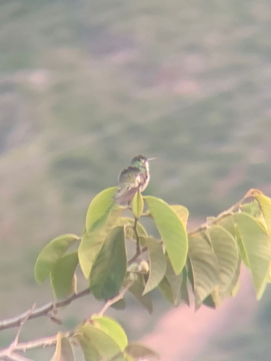 Green-and-white Hummingbird - ML613696790