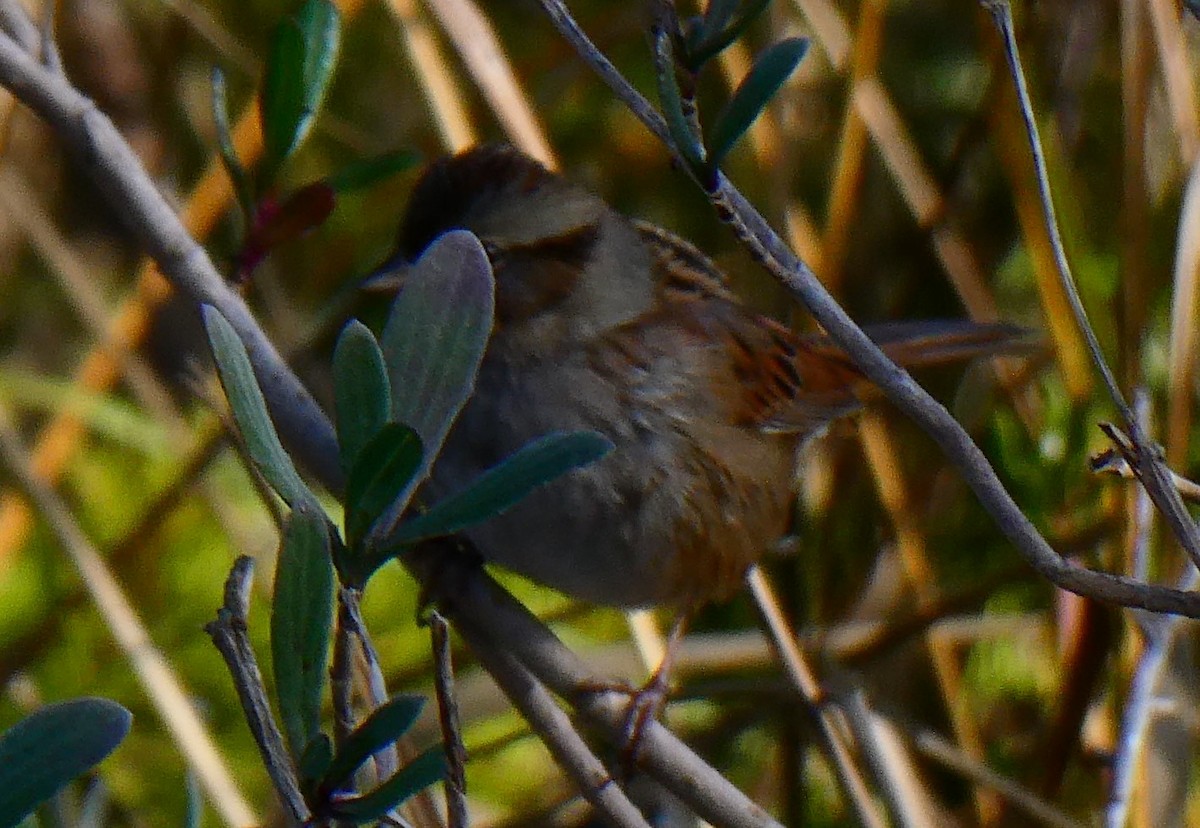 Swamp Sparrow - ML613696981