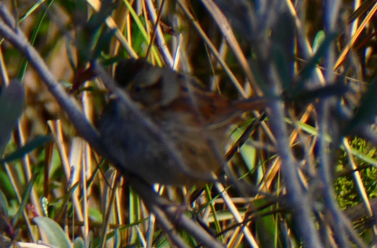 Swamp Sparrow - ML613696985