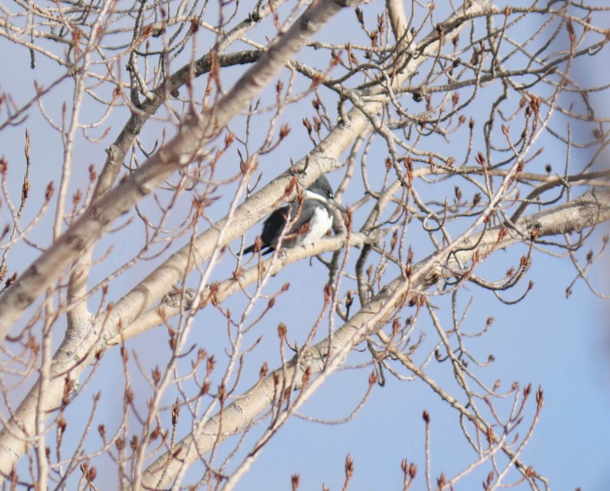 Belted Kingfisher - Lily  Feeback
