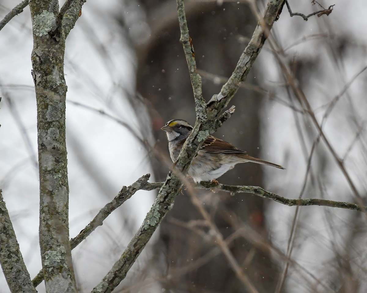 White-throated Sparrow - ML613697699