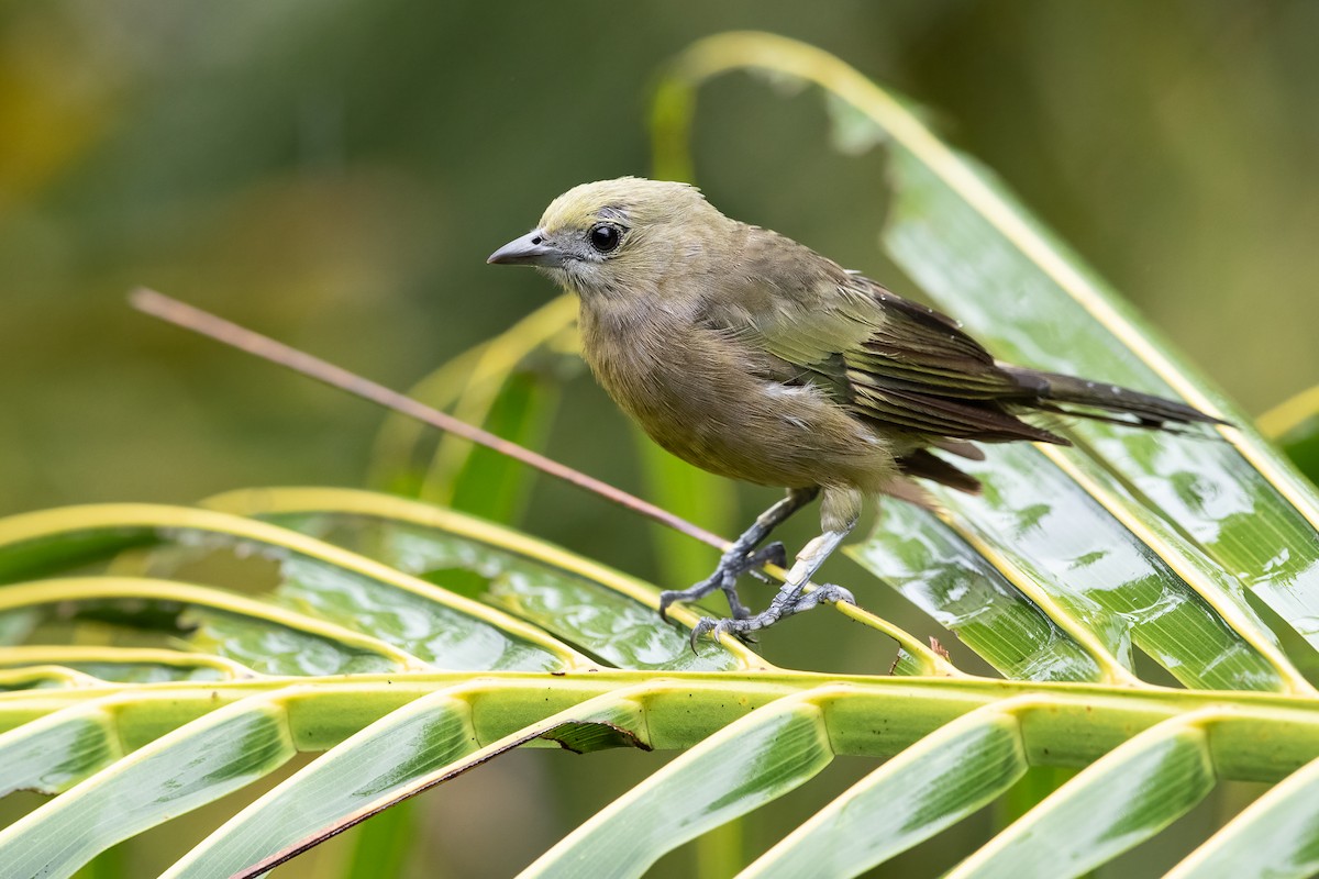 Palm Tanager - ML613697781
