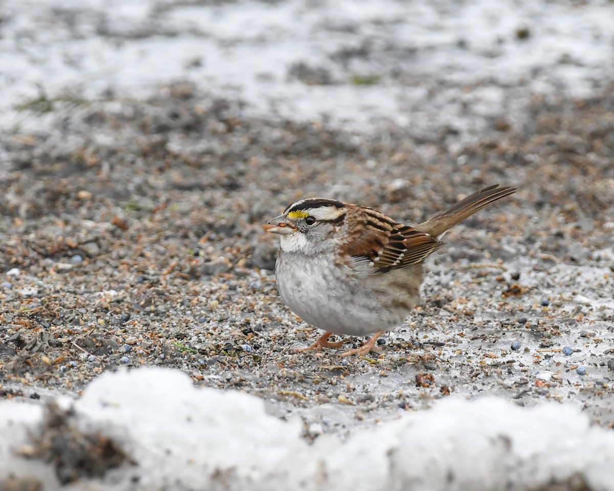 White-throated Sparrow - ML613697831