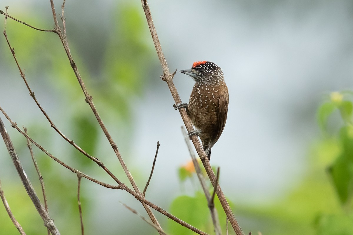 Spotted Piculet - ML613697863
