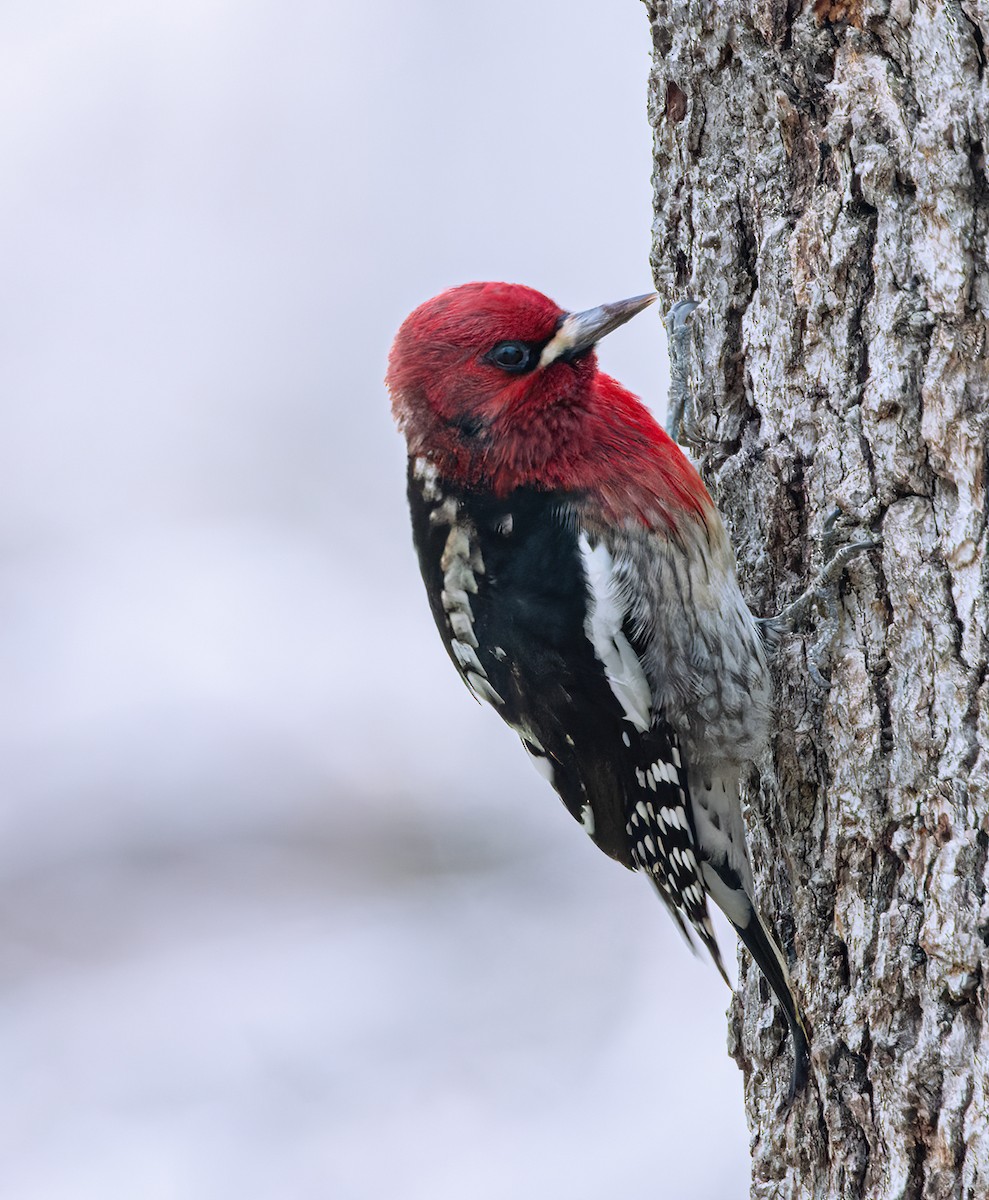 Red-breasted Sapsucker - ML613697879
