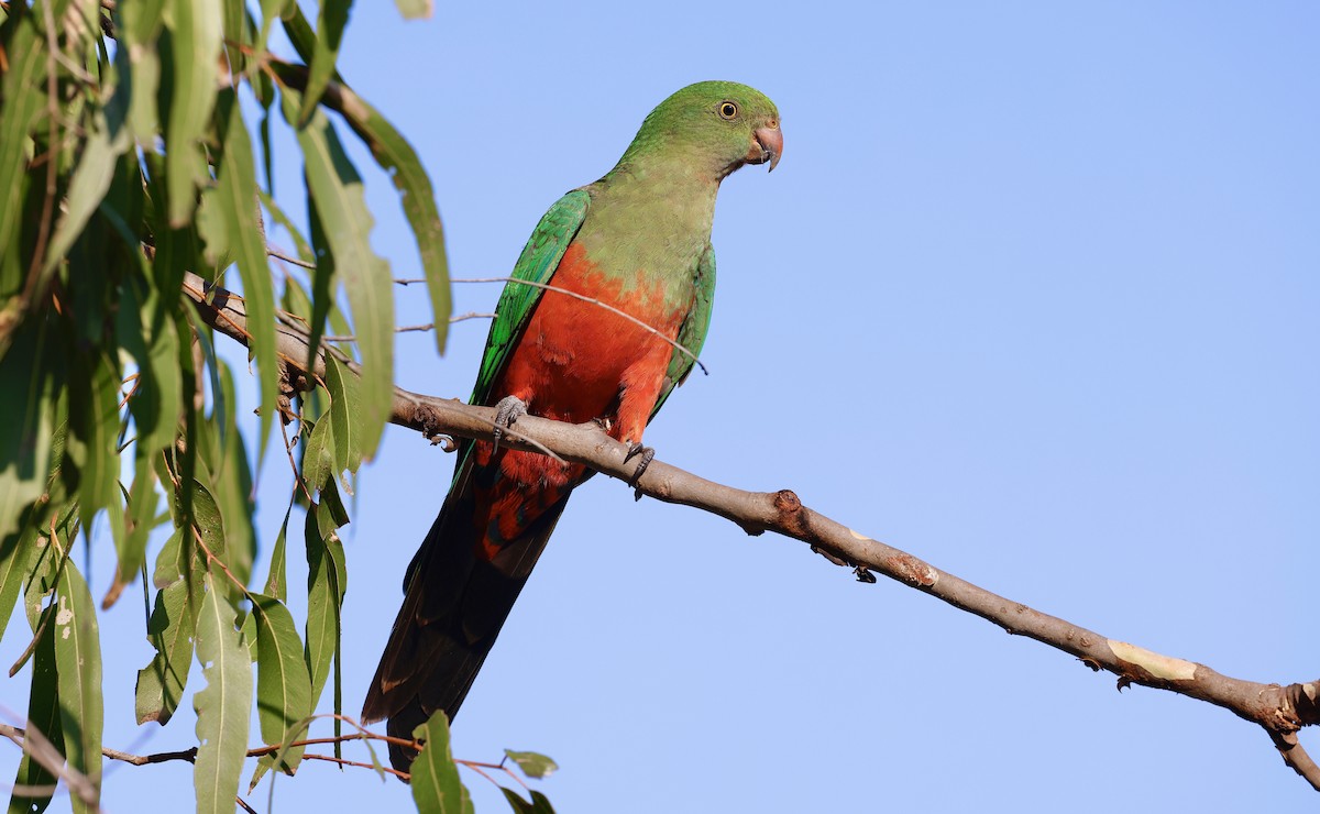 Australian King-Parrot - Elspeth M
