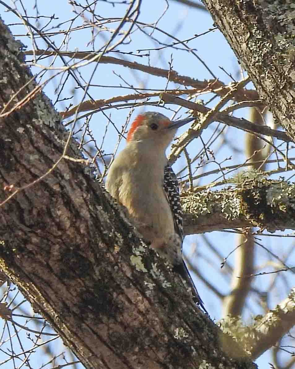 Red-bellied Woodpecker - ML613697984