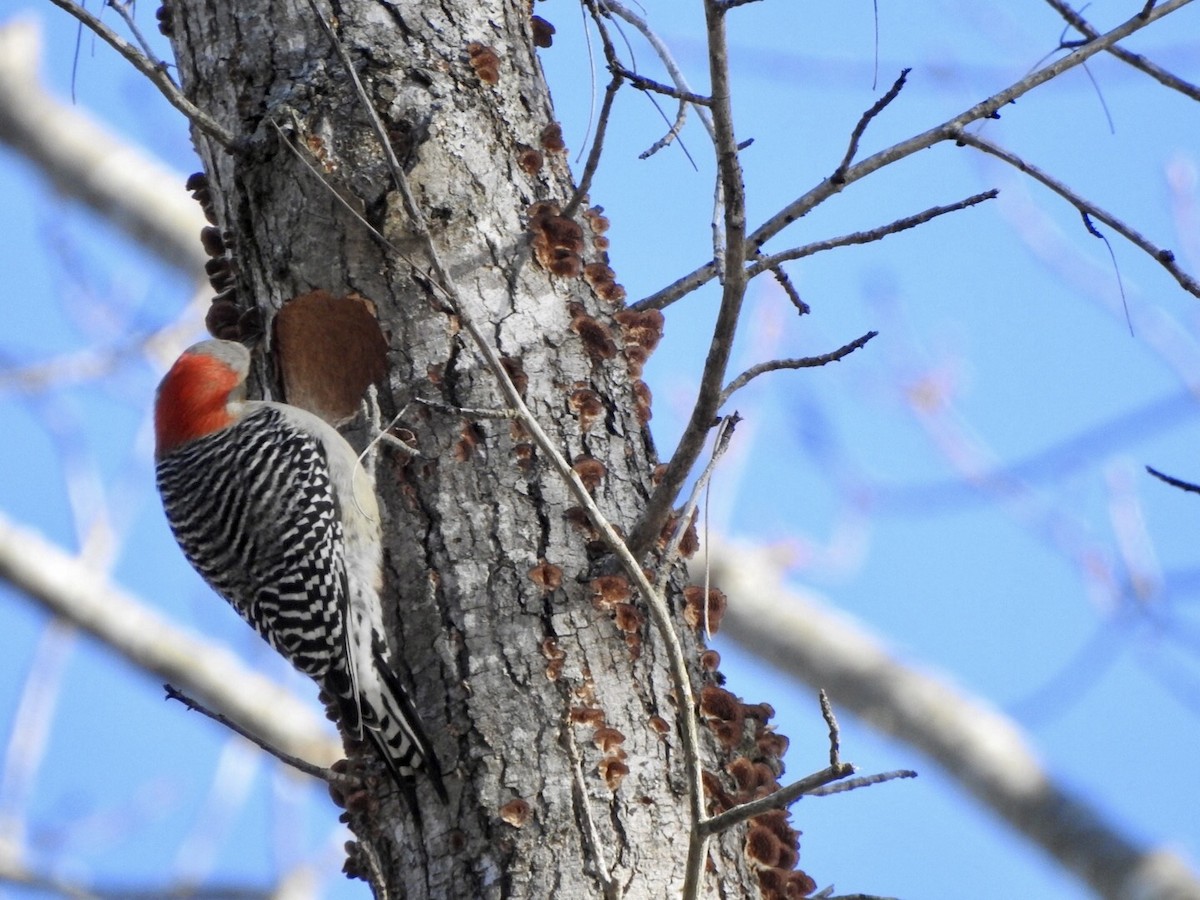 Red-bellied Woodpecker - ML613698062