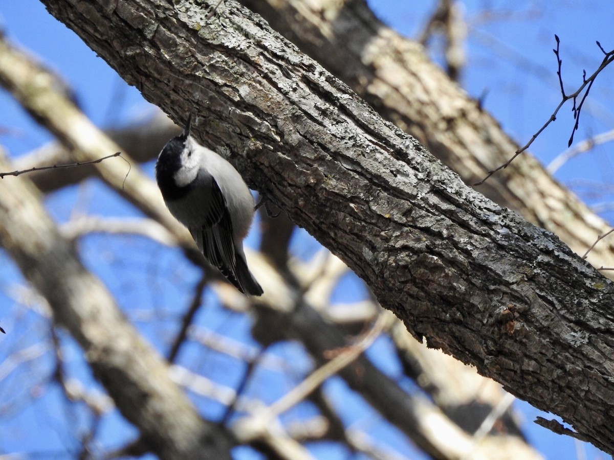 White-breasted Nuthatch - ML613698090
