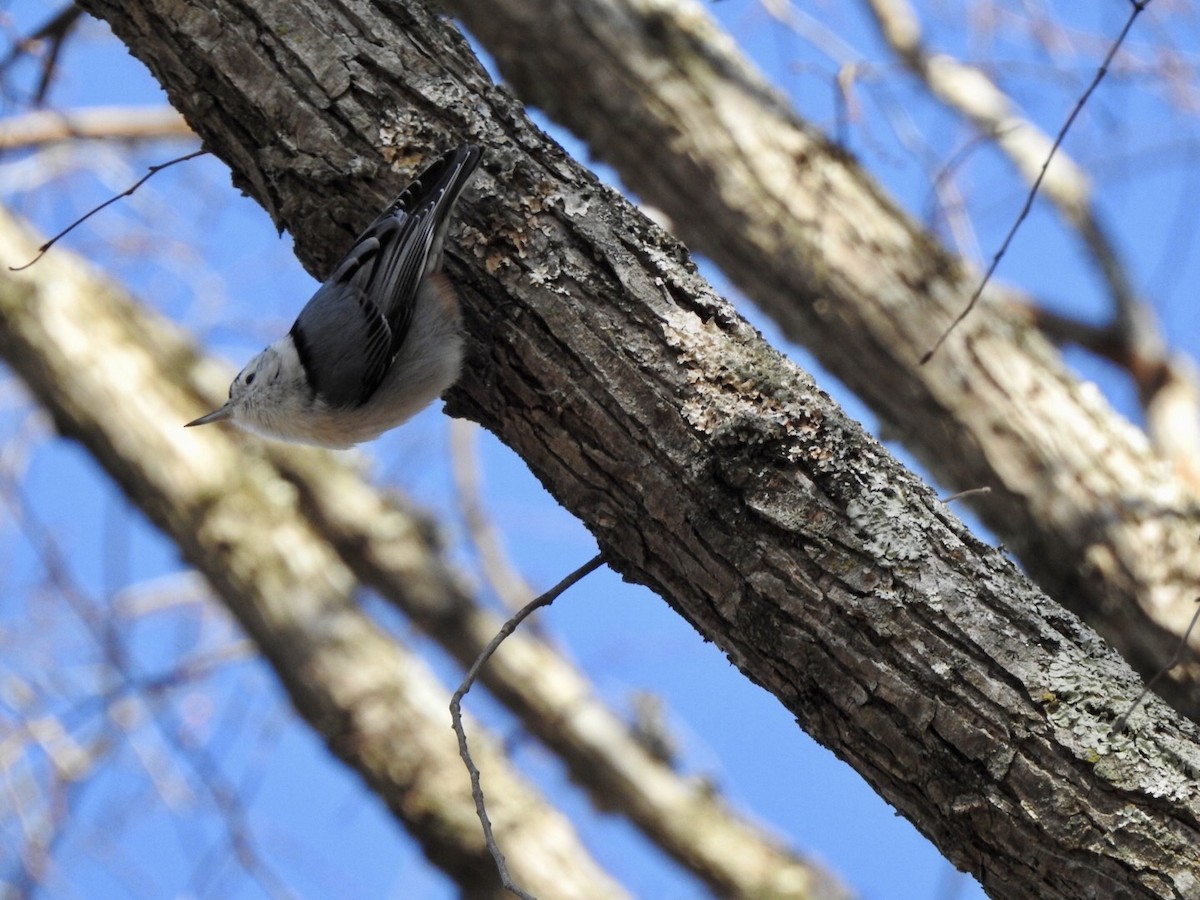 White-breasted Nuthatch - ML613698091