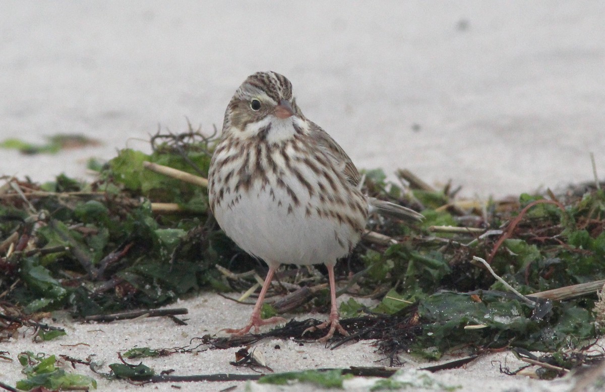Savannah Sparrow (Ipswich) - ML613698422