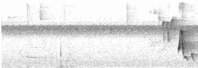 Черноголовый крапивник (nigricapillus/connectens) - ML613698489