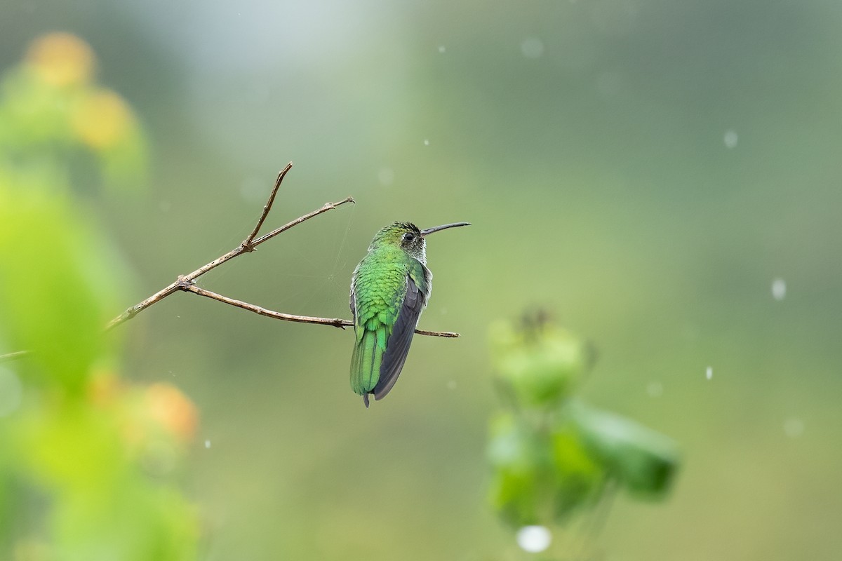 kolibřík zelenoocasý - ML613698526
