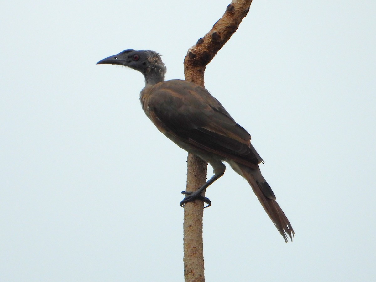 Helmeted Friarbird (Hornbill) - ML613698556