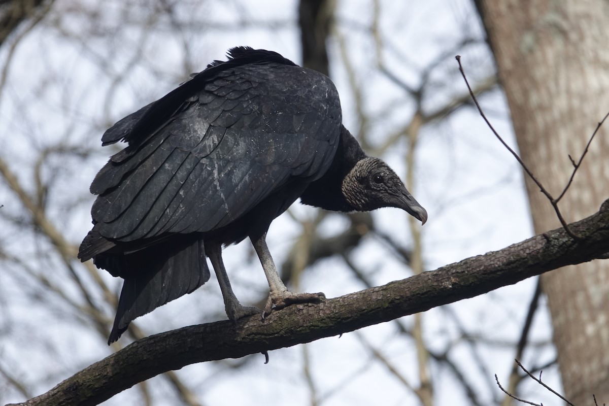 Black Vulture - ML613698653