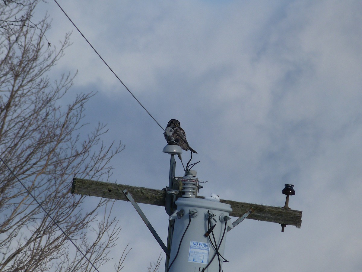 Northern Hawk Owl - ML613698673