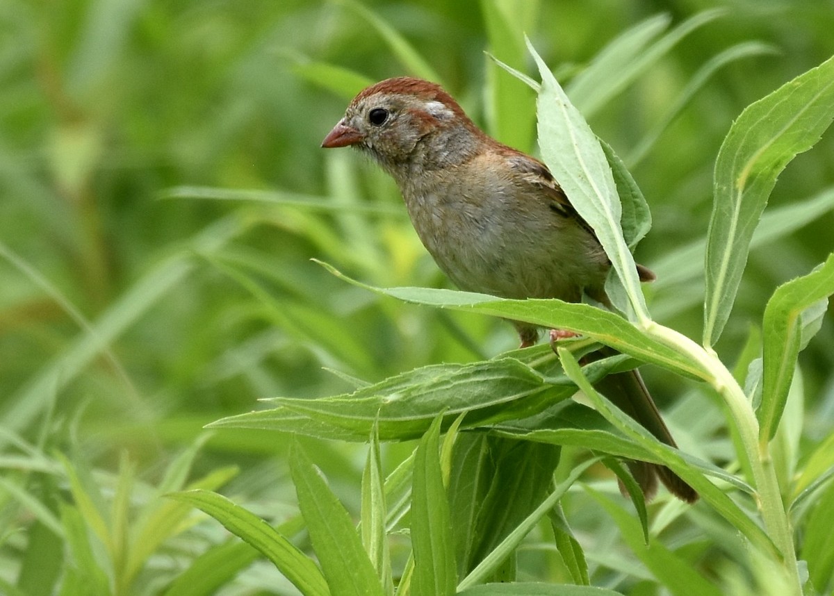 Field Sparrow - Don Carbaugh