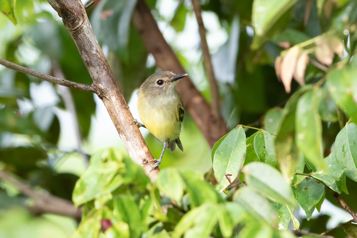 Smoky-fronted Tody-Flycatcher - ML613698979