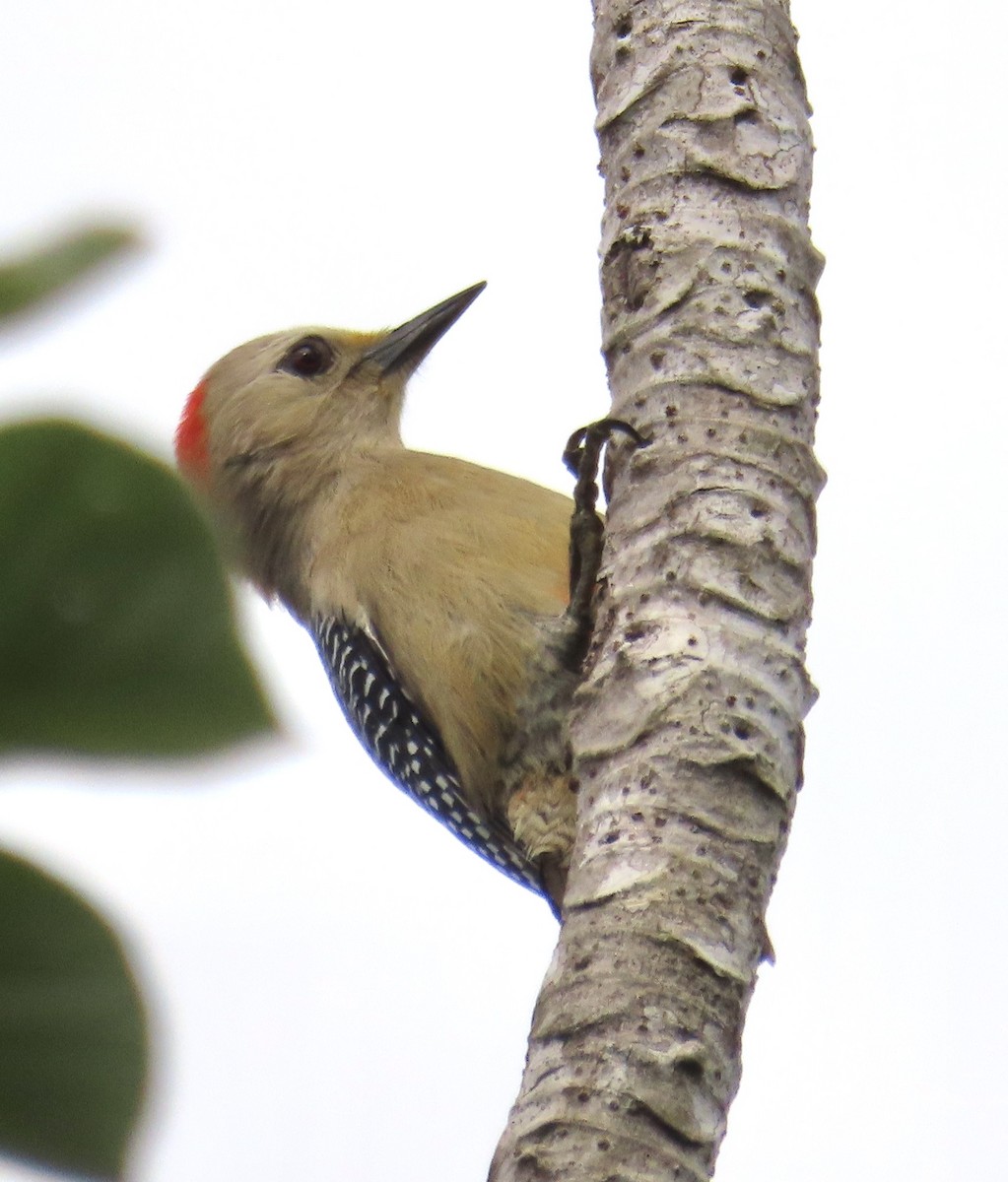 Yucatan Woodpecker - ML613699037