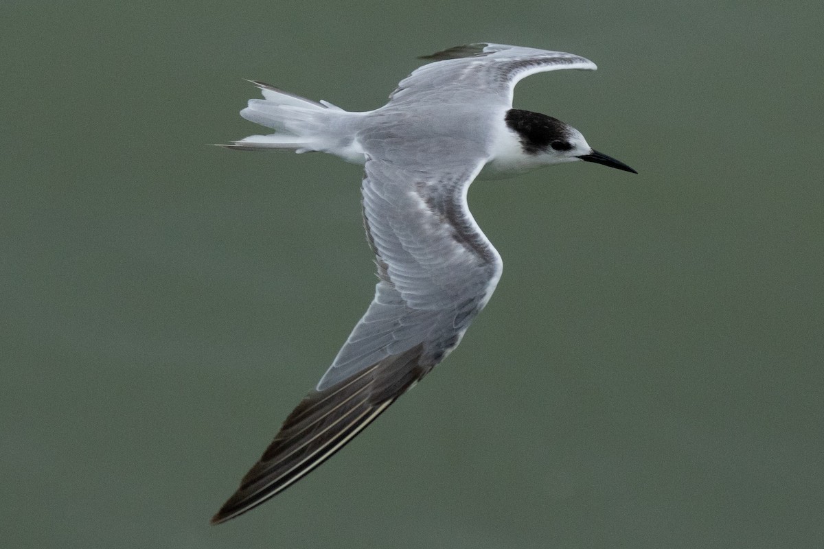 Common Tern (longipennis) - ML613699070