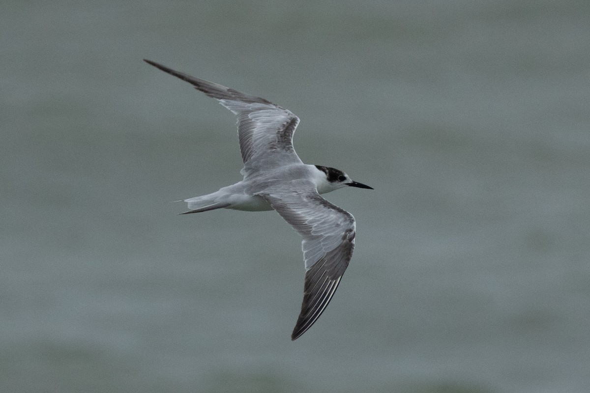 Common Tern (longipennis) - ML613699071