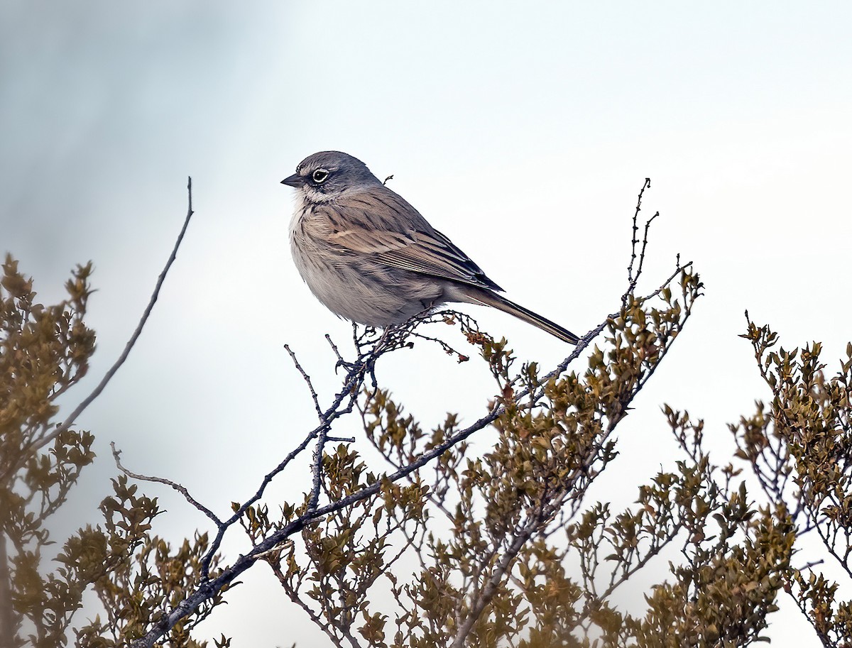 Sagebrush Sparrow - ML613699456