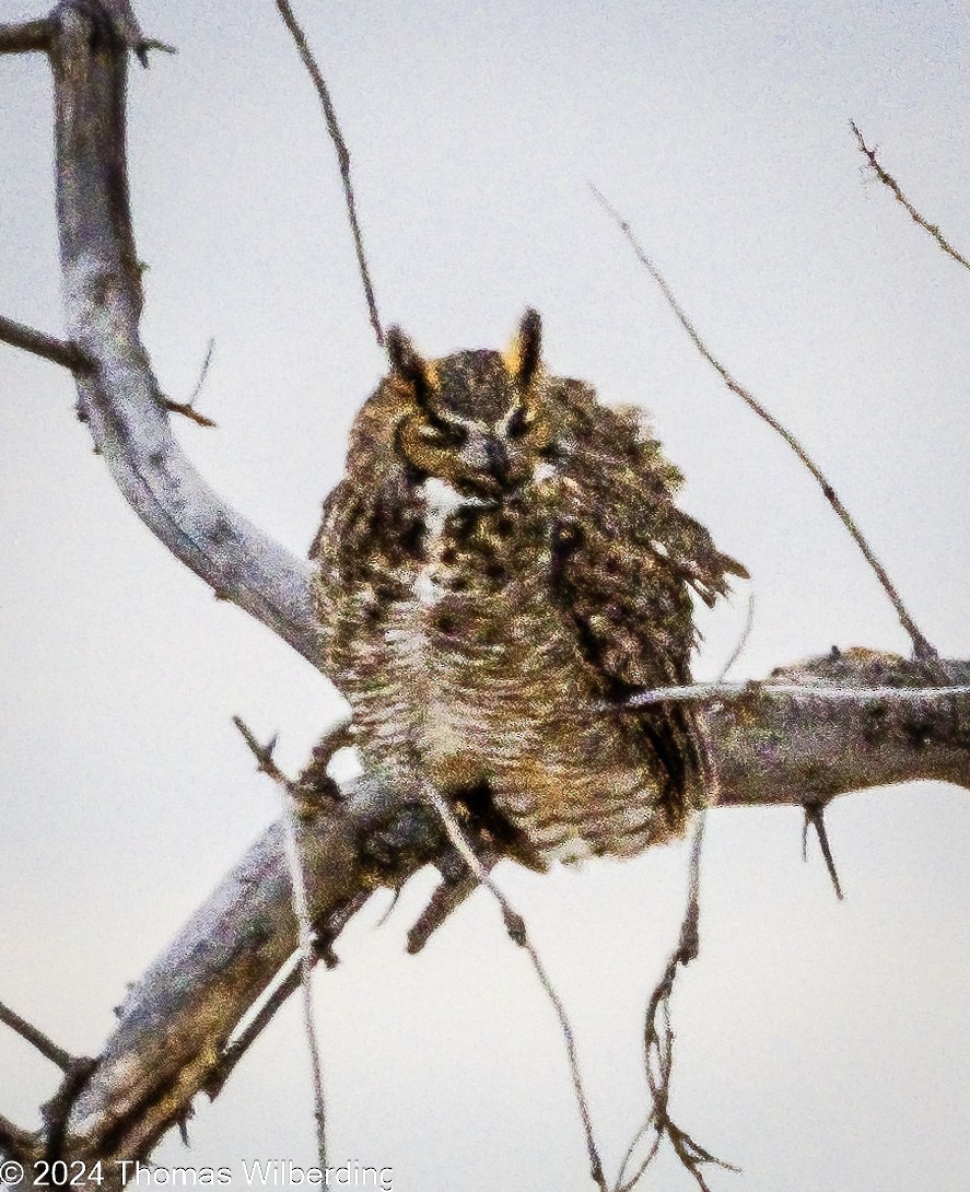 Great Horned Owl - ML613699520