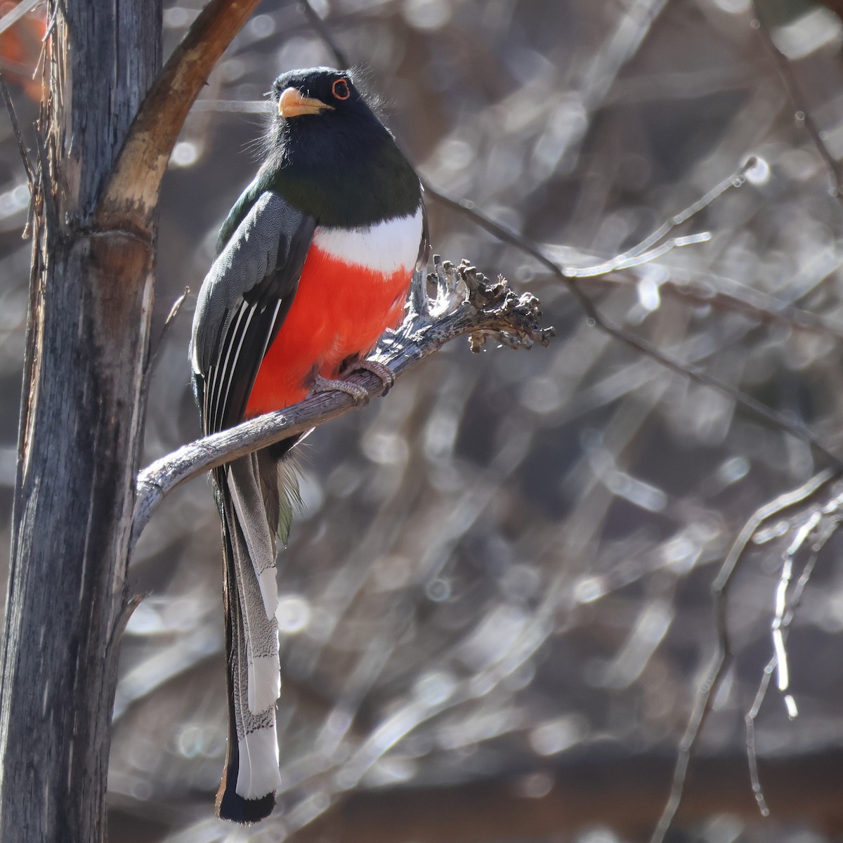 Ebird Checklist Jan Portal Cave Creek Ranch Species