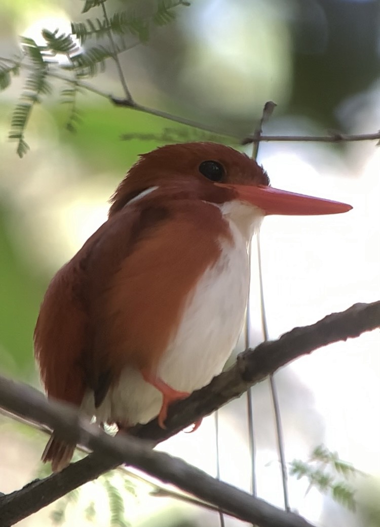 Madagascar Pygmy Kingfisher - ML613699737