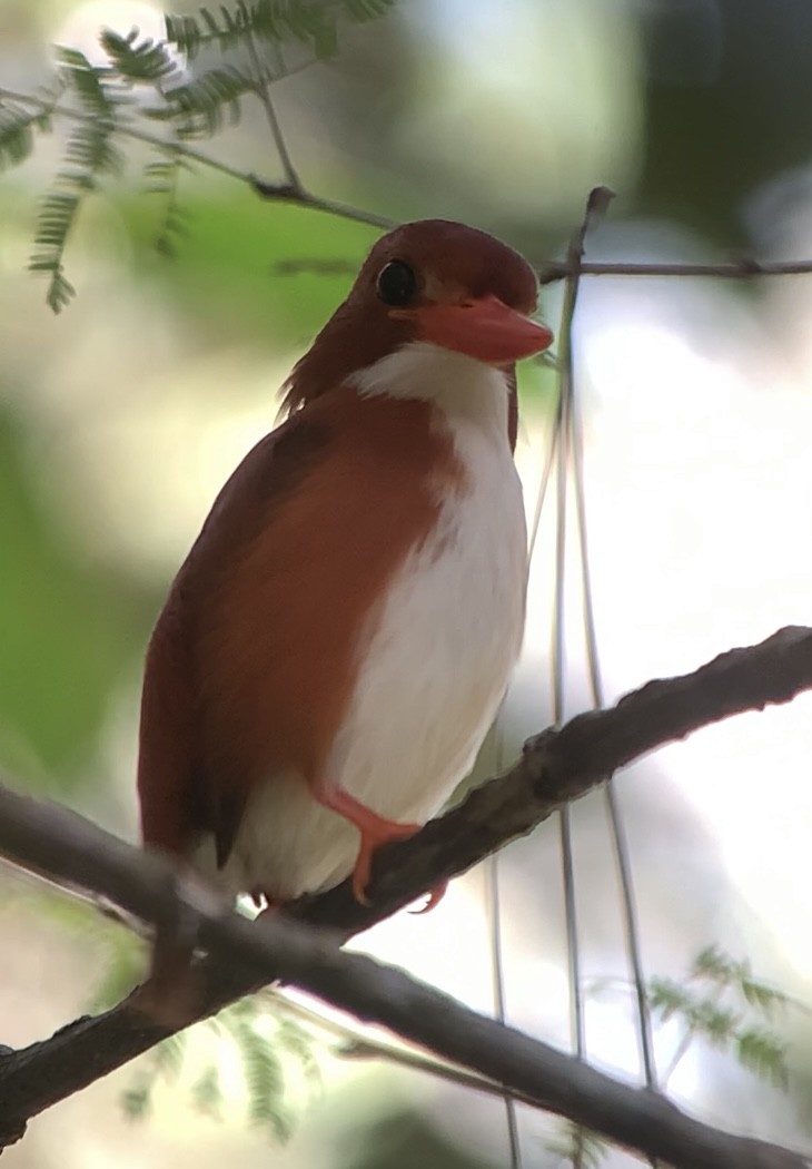 Madagascar Pygmy Kingfisher - ML613699870