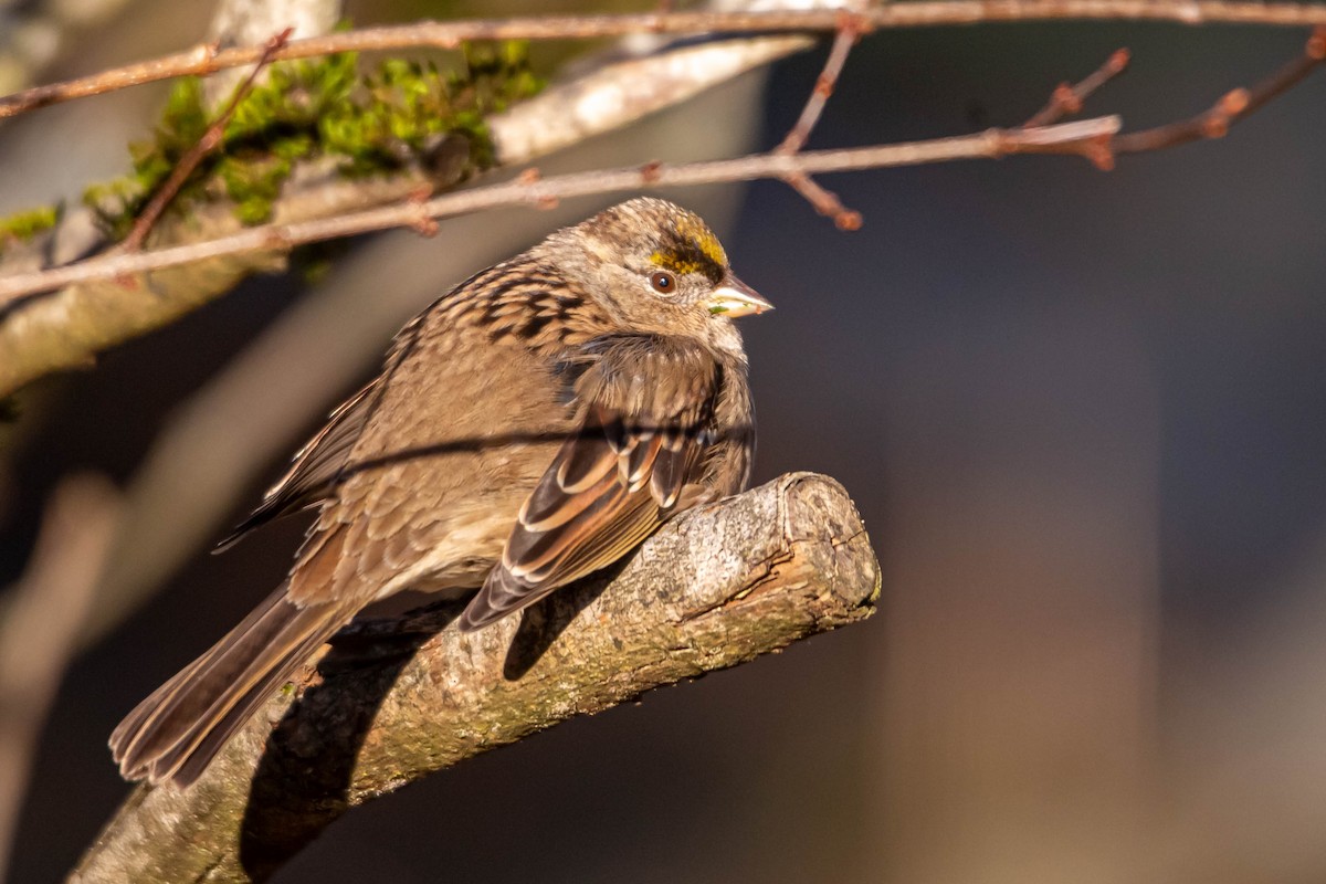 Golden-crowned Sparrow - ML613700058