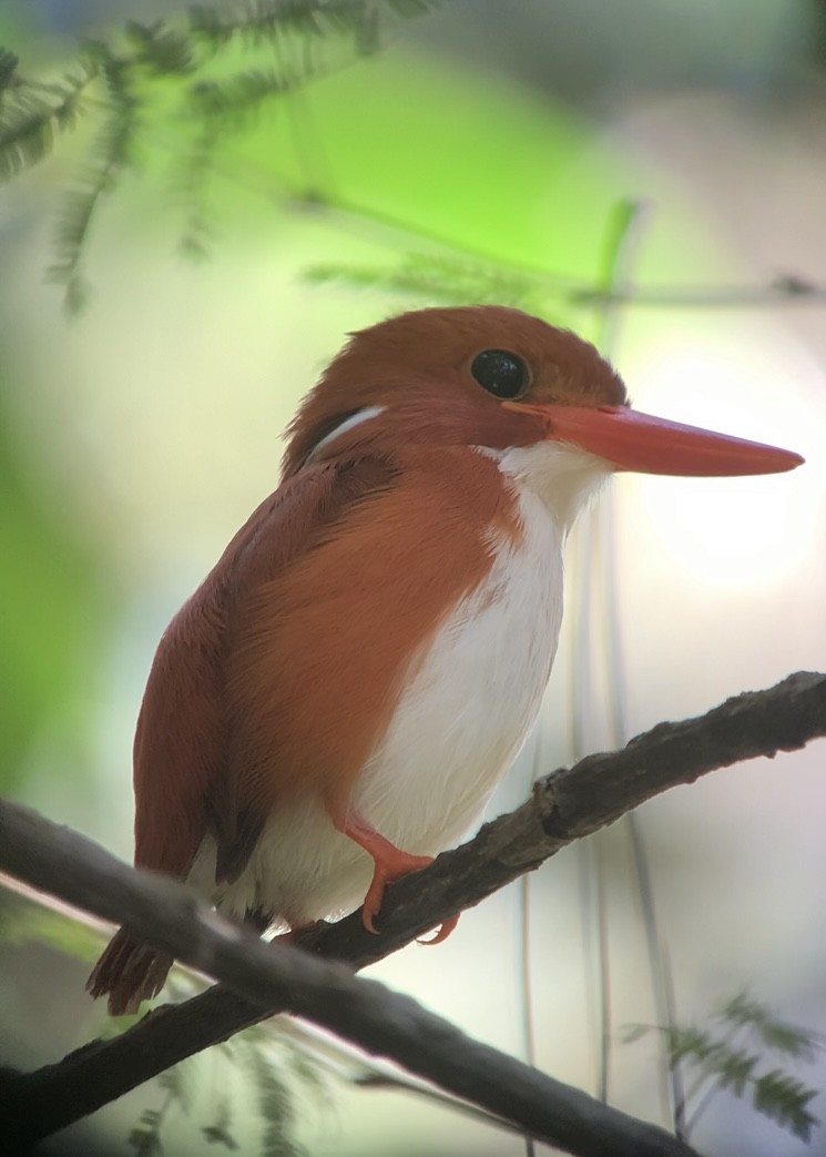 Madagascar Pygmy Kingfisher - Michele Burnat