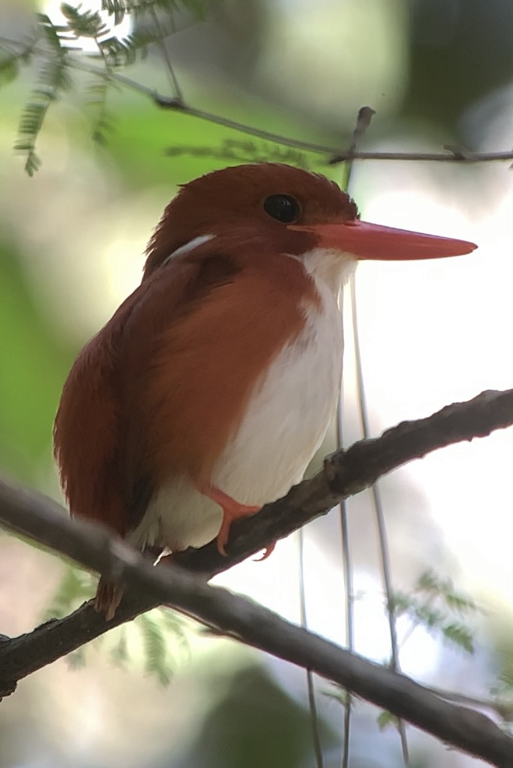 Madagascar Pygmy Kingfisher - ML613700283