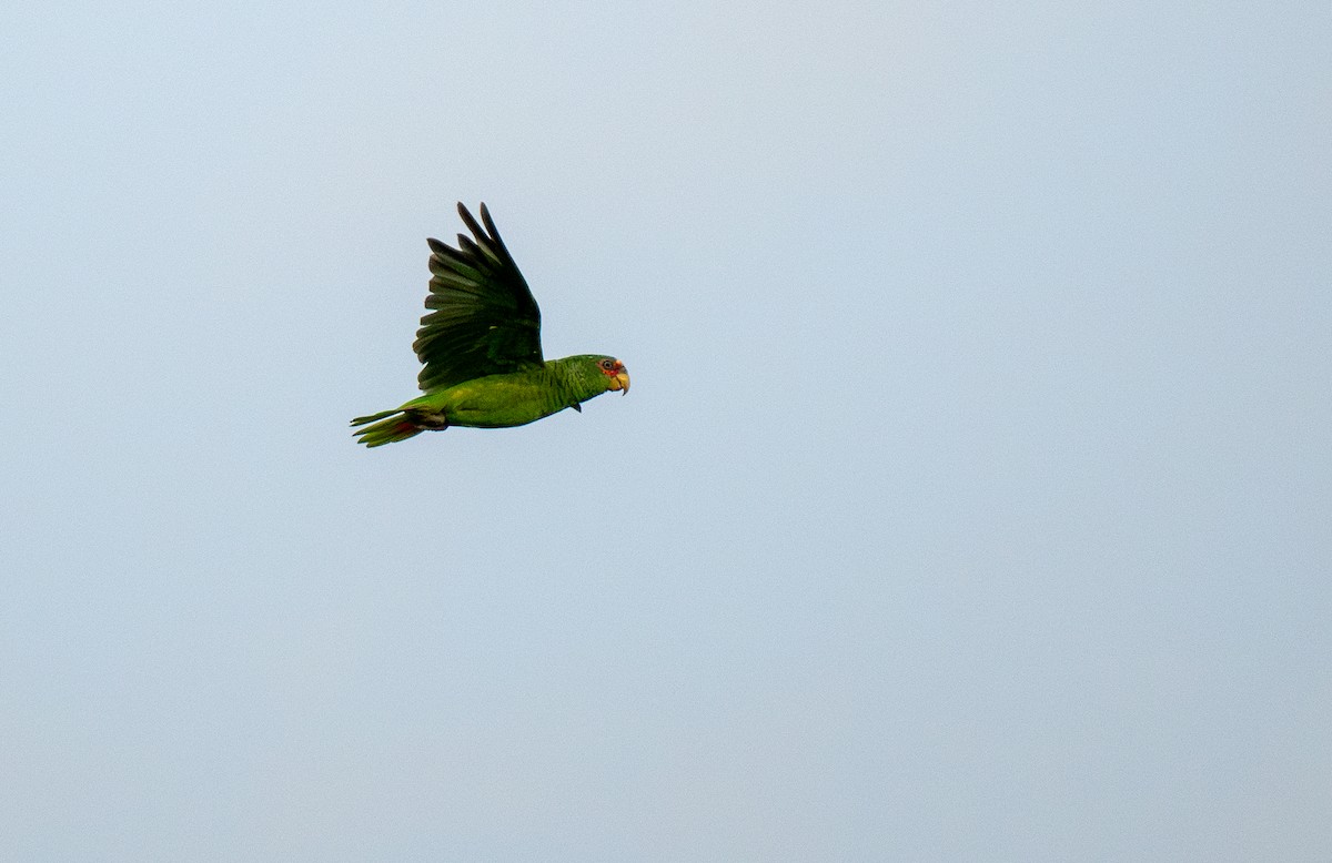 White-fronted Parrot - ML613700332