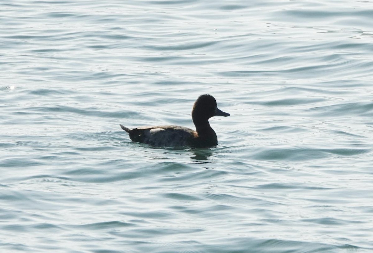 Greater Scaup - ML613700364