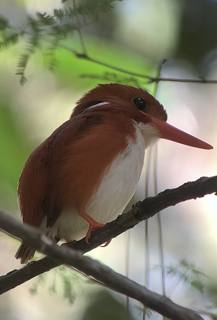 Madagascar Pygmy Kingfisher - ML613700397