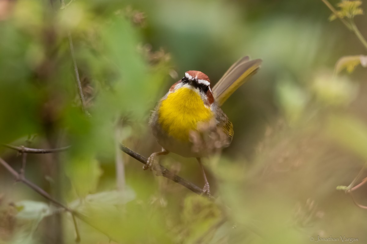 Rufous-capped Warbler - ML613700425