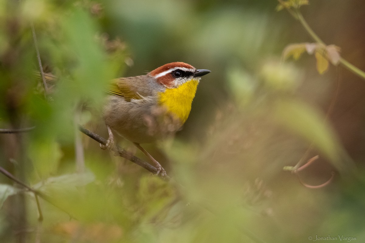 Rufous-capped Warbler - ML613700427